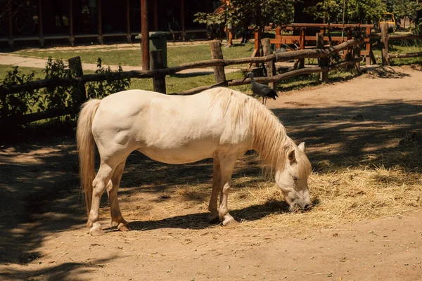 Meraviglioso Ritratto Cavallo Bianco Che Mangia Fieno Alla Luce Del — Foto Stock