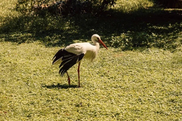 Belle Vue Rapprochée Une Cigogne Adulte Marchant Sur Herbe Par — Photo