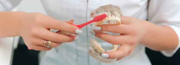 Fechar Foto Dentista Demonstrando Como Escovar Dentes — Fotografia de Stock