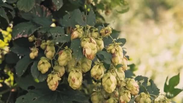 Primer Plano Imágenes Flores Lúpulo Crudo Utilizadas Para Producción Cerveza — Vídeo de stock