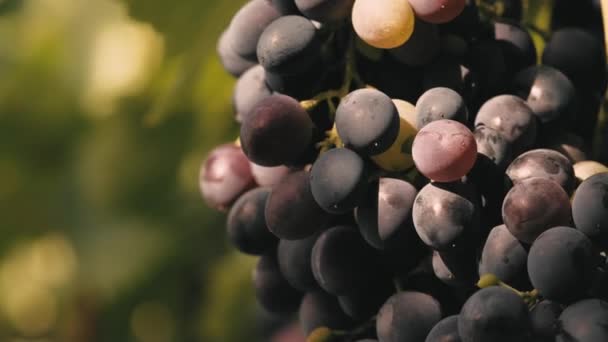 Zamknij Materiał Pięknych Winogron Winnicy Ekologicznych Naturalnych Winogron — Wideo stockowe