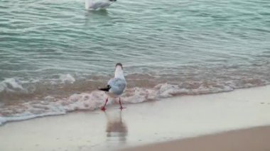 Küçük martının sahilde yürüyüp yumuşakça yediği görüntüleri kapatın..