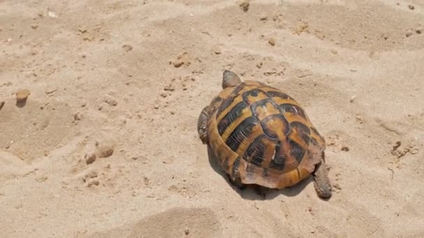 Close Imagens Tartaruga Andando Areia — Vídeo de Stock