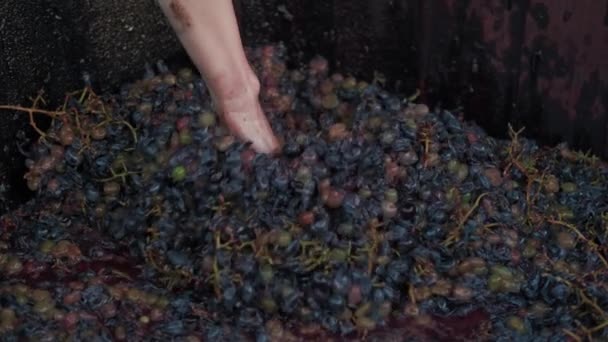 Крупним Планом Відео Жіночої Руки Працює Розбитим Виноградом Приготування Червоного — стокове відео