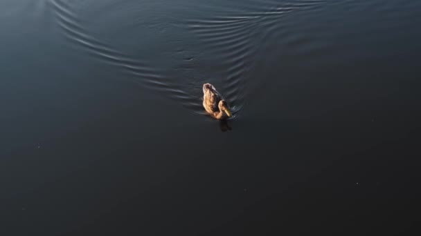 Images Canard Flottant Sur Lac Pendant Soirée — Video