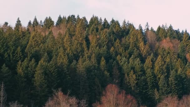 Záběry Malebné Krásné Hory Pohled Jehličnany Les — Stock video