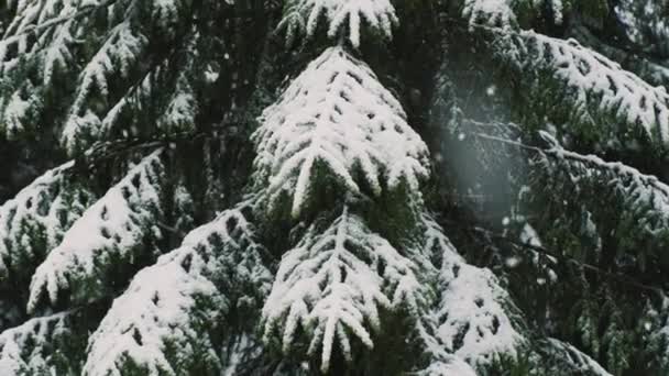 Dağlardaki Çam Ağacında Kar Yağışının Görüntülerini Kapat — Stok video