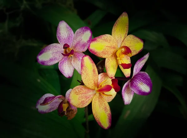 Close Flores Coloridas Contra Fundo Escuro Orquídeas Coloridas Fundo Borrão — Fotografia de Stock