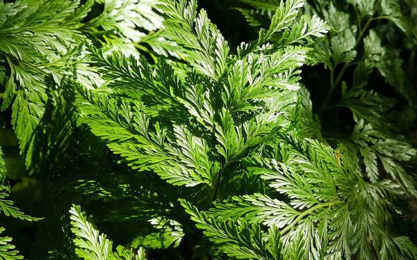 Close-up of fern leaves touching sunlight on dark background.