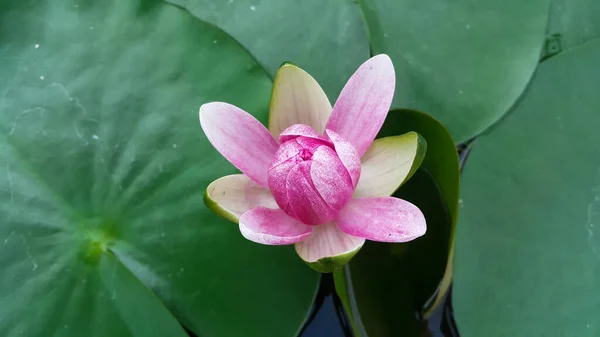 Close Van Roze Waterlelie Donkergroene Achtergrond Macro Van Roze Lotus — Stockfoto