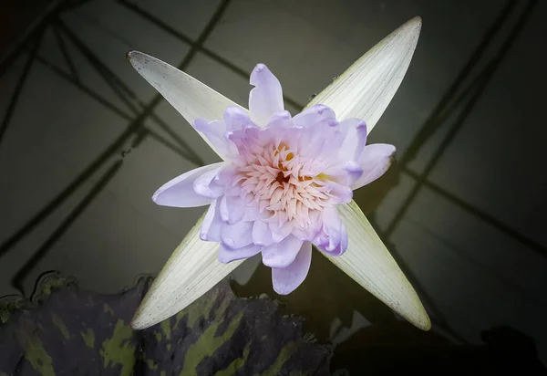 Close Lírio Água Roxo Claro Reflexão Luz Lagoa — Fotografia de Stock