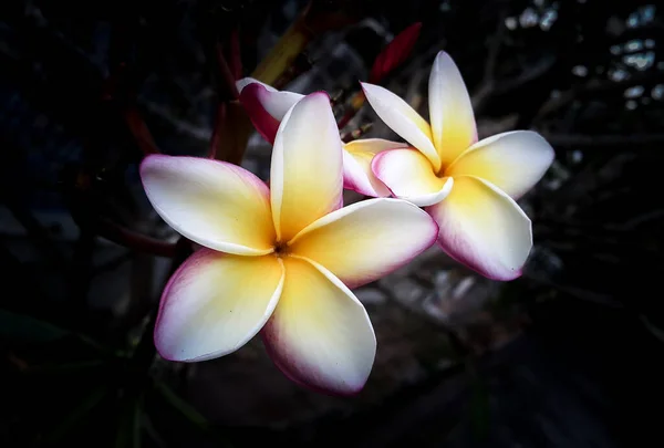 Close Van Witte Roze Bloemen Tegen Donkere Achtergrond — Stockfoto