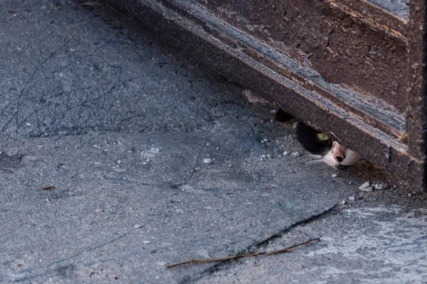 Gatto Strada Capolino Con Occhio Sotto Cancello — Foto Stock