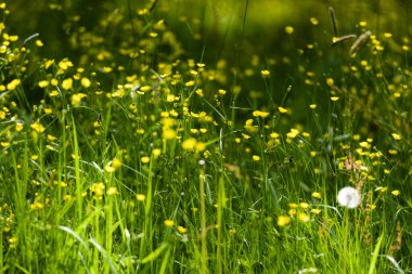 Sarı yeşil çimen halısı Çimen ve çiçeklerden yapılmış