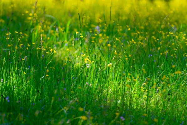 Prato Verde Con Bellissimi Fiori — Foto Stock