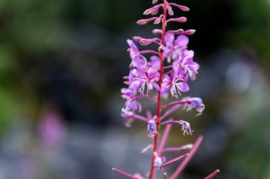 Ivan-tea veya Cypress 'in mor çiçekleri