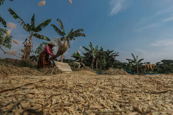 Agricultor Seca Granos Arroz Bajo Sol Después Cosechar Bogor —  Fotos de Stock
