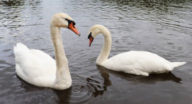 Yeşilliklerin arasında gölde iki beyaz kuğu