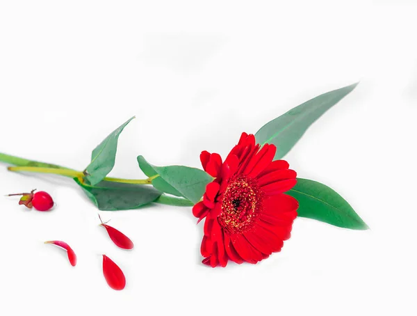 Açık arkaplanda küçük kırmızı bir çiçek