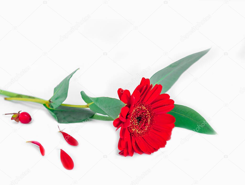 small red flower on a light background