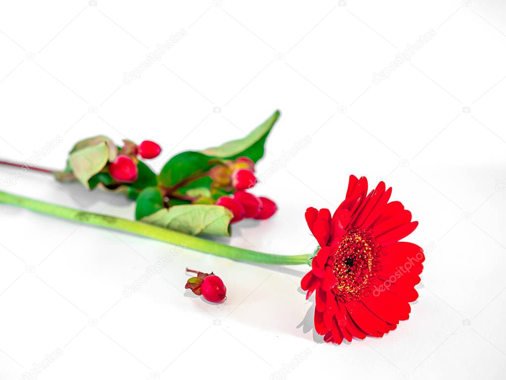 small red flower on a light background