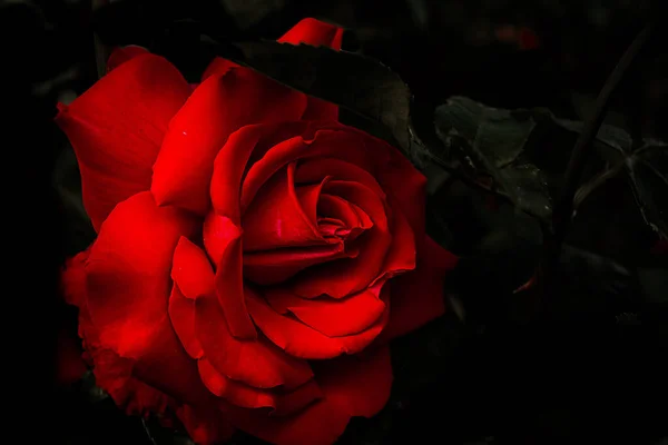 黑色背景上美丽的红花 — 图库照片