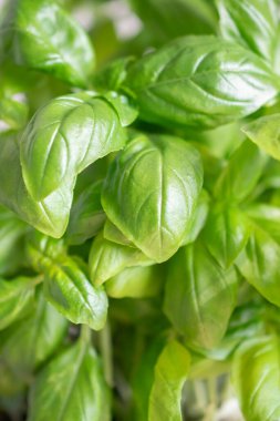 Fesleğen yapraklarının yakın çekimi