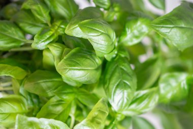 Fesleğen yapraklarının yakın çekimi