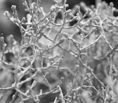 Yumuşak bitkilerin soyut doğal arkaplanı Cortaderia selloana. Pampas otları bulanık bir bokeh, kuru sazlıklar boho stili. Kışın uzun otların kabarık kökleri