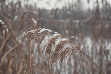 Yumuşak bitkilerin soyut doğal arkaplanı Cortaderia selloana. Pampas otları bulanık bir bokeh, kuru sazlıklar boho stili. Kışın uzun otların kabarık kökleri