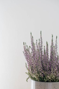 Beyaz arka planda Lavandula angustifolia (İngiliz lavantası)