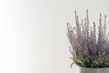 Beyaz arka planda Lavandula angustifolia (İngiliz lavantası)