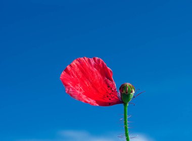 bir çayırda kırmızı haşhaş