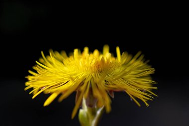 Siyah bir arkaplanda sarı bir karahindiba.