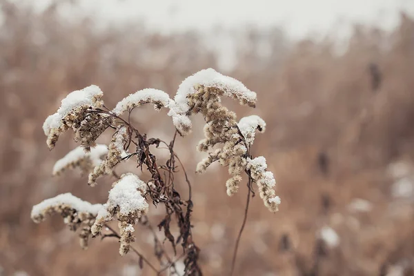 Yumuşak bitkilerin soyut doğal arkaplanı Cortaderia selloana. Pampas otları bulanık bir bokeh, kuru sazlıklar boho stili. Kışın uzun otların kabarık kökleri
