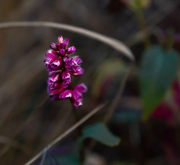 一朵花的特写照片 — 图库照片