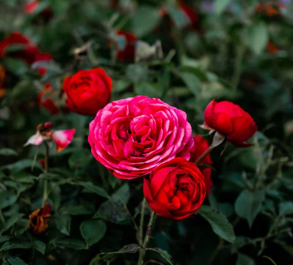 Gyönyörű Nyári Virágok Réten — Stock Fotó