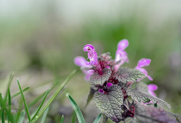 Красивые Летние Цветы Лугу — стоковое фото
