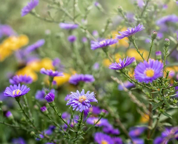 Красиві Літні Квіти Лузі — стокове фото
