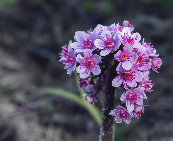 紫色花朵的特写照片 — 图库照片