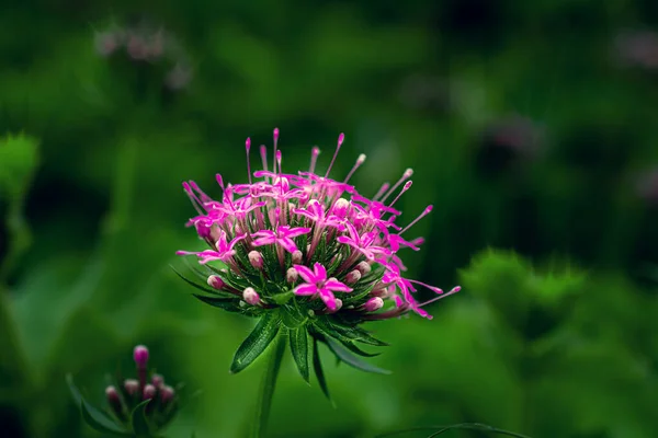 Detailní Fotografie Fialového Květu — Stock fotografie