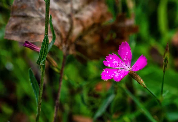 Blisko Góry Zdjęcie Purpurowego Kwiatu — Zdjęcie stockowe
