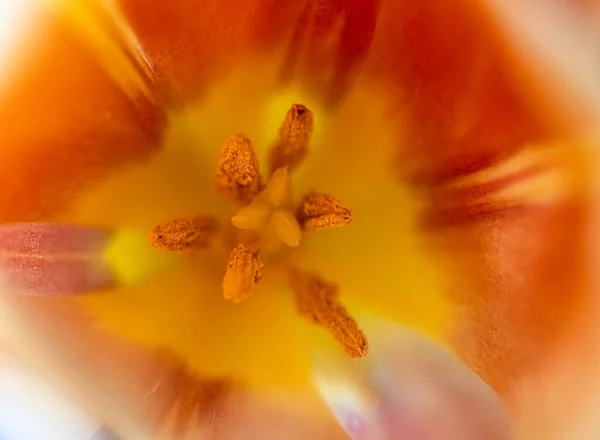 Macro Picture Yellow Flower — Stock Photo, Image