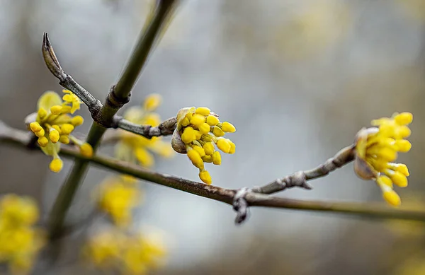 Macroimagem Uma Flor Amarela — Fotografia de Stock