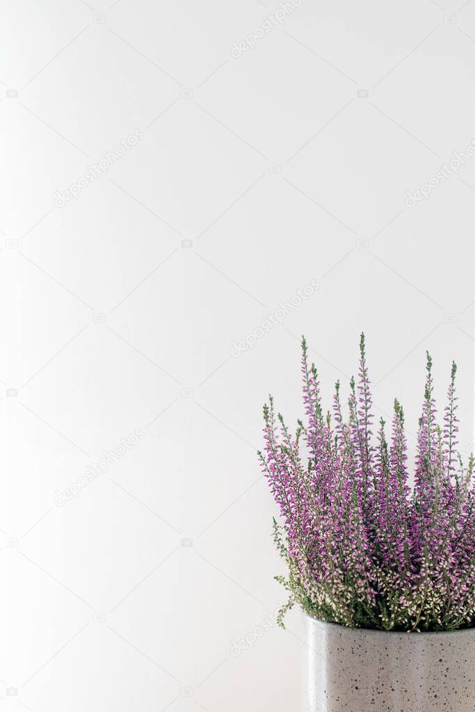 Lavandula angustifolia (English Lavender) on a white background
