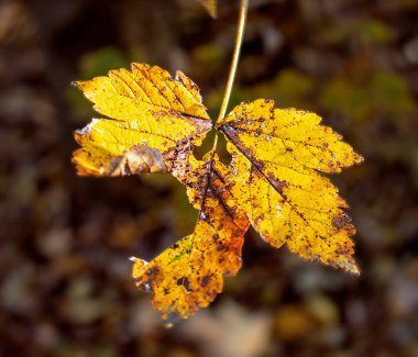 Sonbahar, sonbahar, yapraklar. Bulanık arka planda sonbahar yaprakları olan bir ağaç dalı. Sonbahar mevsiminde manzara