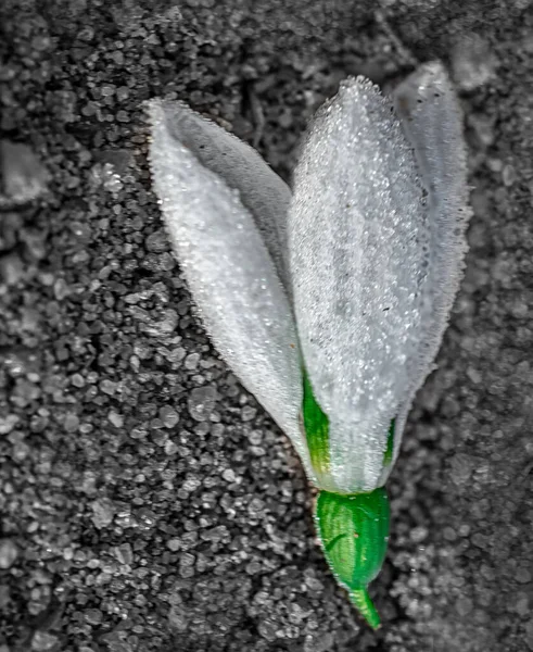 Białe Krople Śniegu Łące Pierwsze Wiosenne Kwiaty — Zdjęcie stockowe