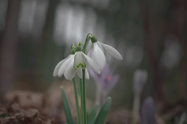 Gotas Neve Brancas Prado Primeiras Flores Primavera — Fotografia de Stock