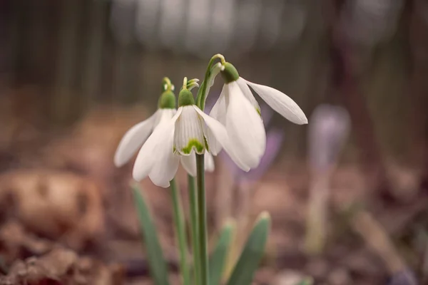 White Snowdrops Meadow First Spring Flowers — Stock Photo, Image