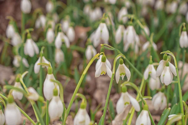 Witte Sneeuwklokjes Weide Eerste Lentebloemen — Stockfoto